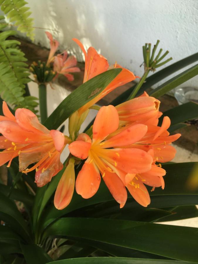 אל פורטיל Villa De La Luz Luxury Guesthouse מראה חיצוני תמונה